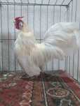 Găini pitici Rosecomb Bantam