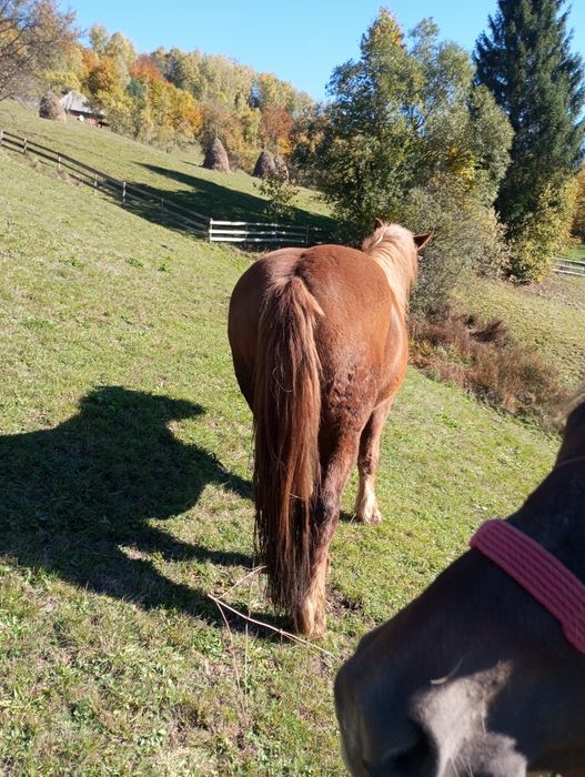 De vânzare două mînze