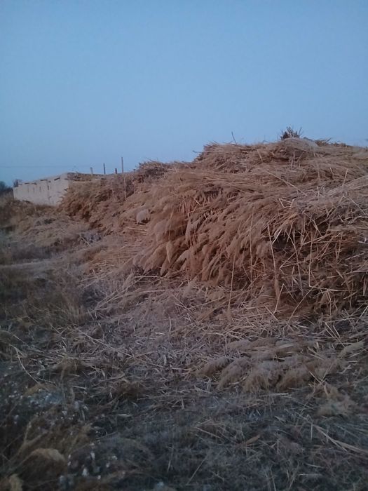 Qamishlar yangi sotiladi.