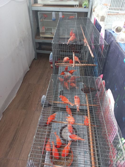 Vând canari gospodăria proprie