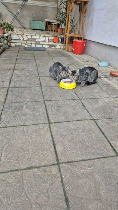 Donez 4 pui de pisica