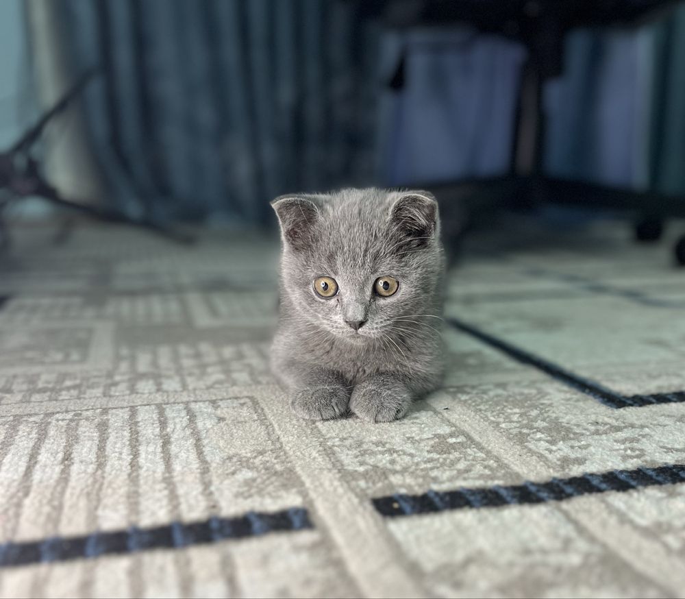 Британский скоттиш  страйт