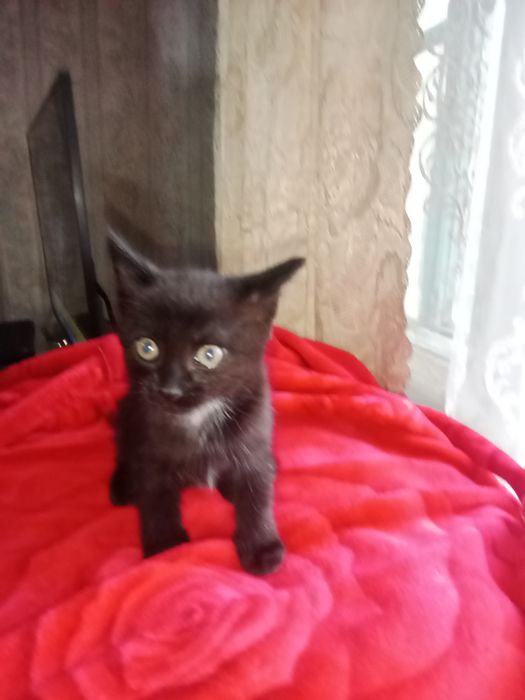 Отдам бесплатно Чернышевского)