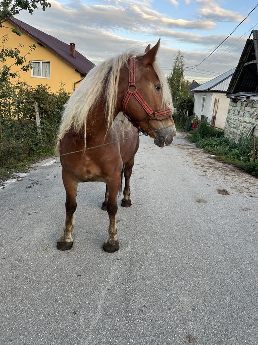 Vand iapa de 6 ani