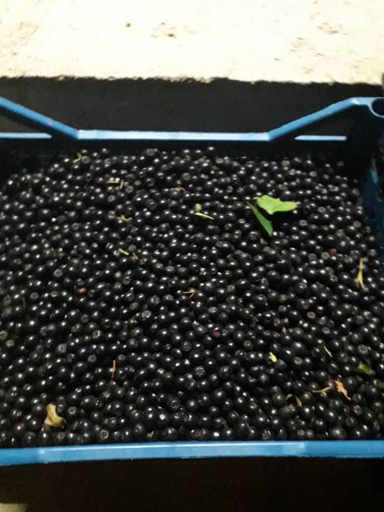 Aronia fructe naturala