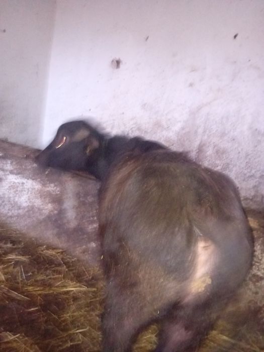 Vând vițel de bivol