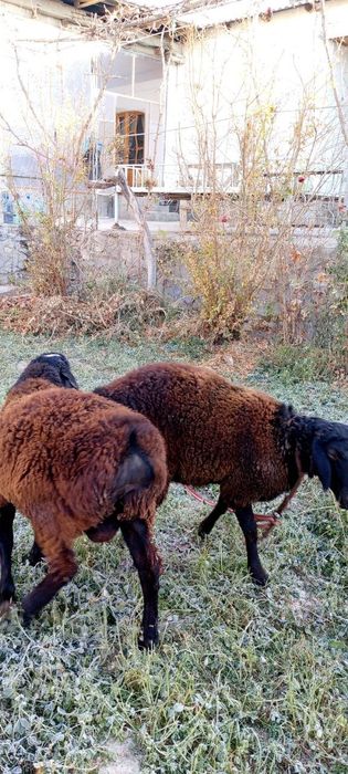 Soglom qochqor sotiladi