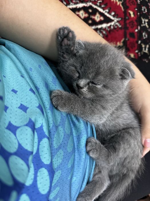 шотландская вислоухая кошка