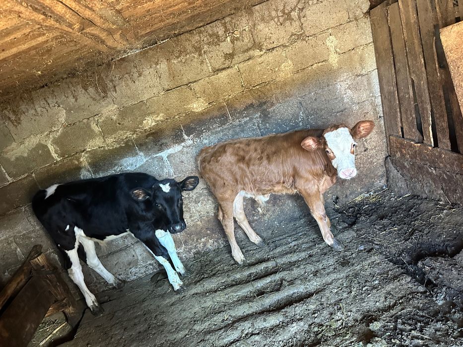 Vând vaca bălțata cu doi viței