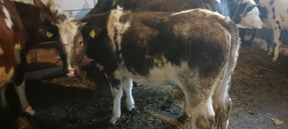 Junica  si taur de monta sau sacrificat