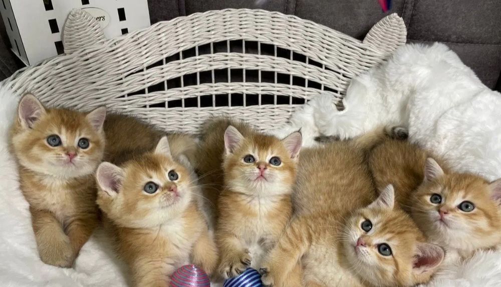 Продаются  Шотландские котята золотые шиншиллы