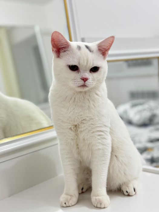 Продаётся кот. Возраст 7 месяцев.