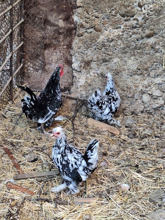 Продам  или обмен на кролики на попугай