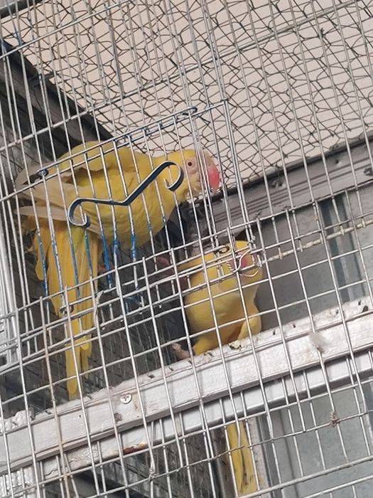 Papagal Micul Alexandru