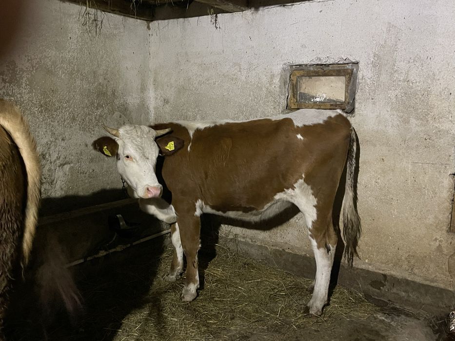 Vand doi tauri si o juninca gesteanta !