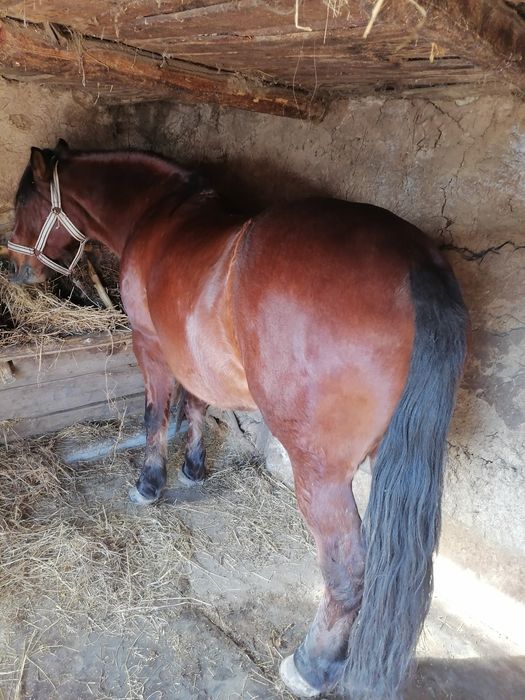 Vând iapa în vârstă de 6 ani