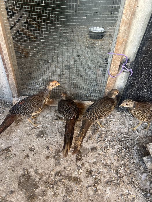 Fazani auriu pe rosu