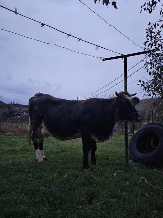 Vand vaca gestanta, la prima fătare din mama foarte bună de lapte