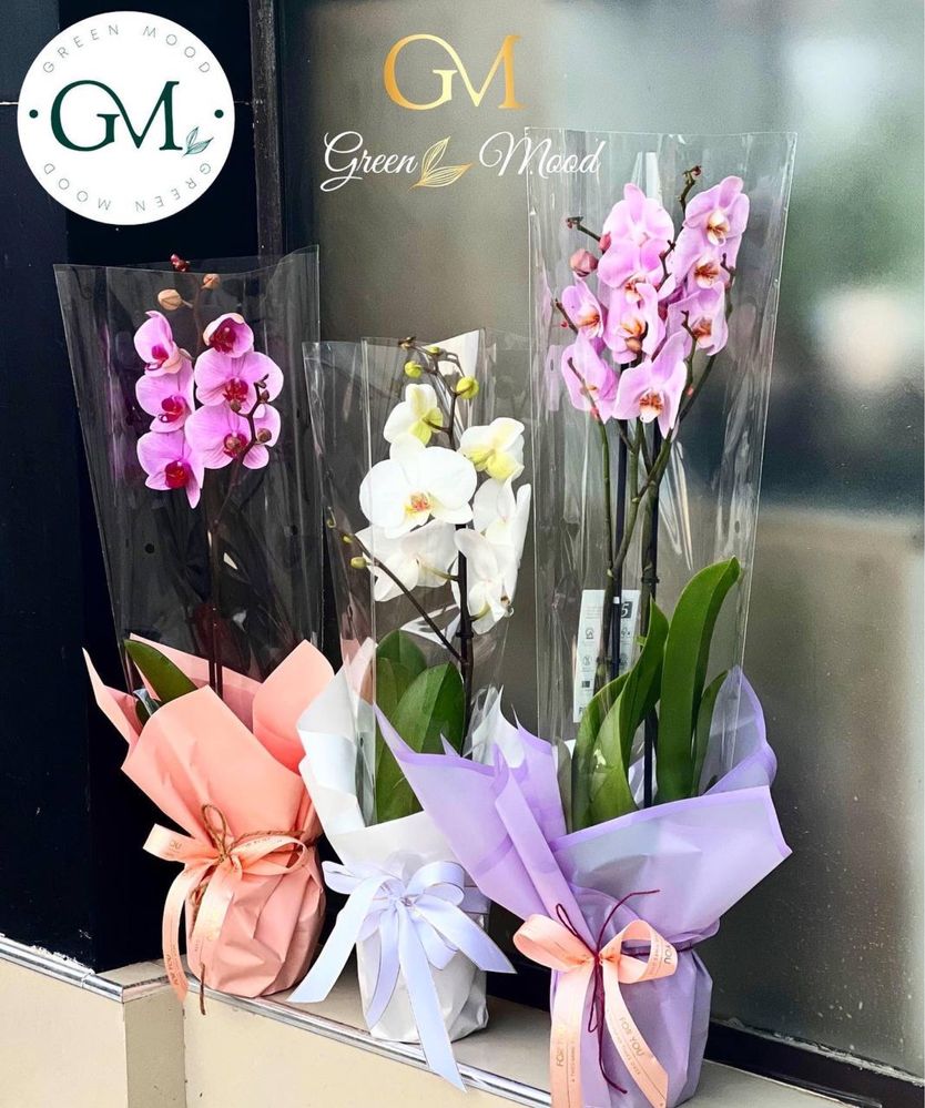 Орхидея на подарок растение цветущее