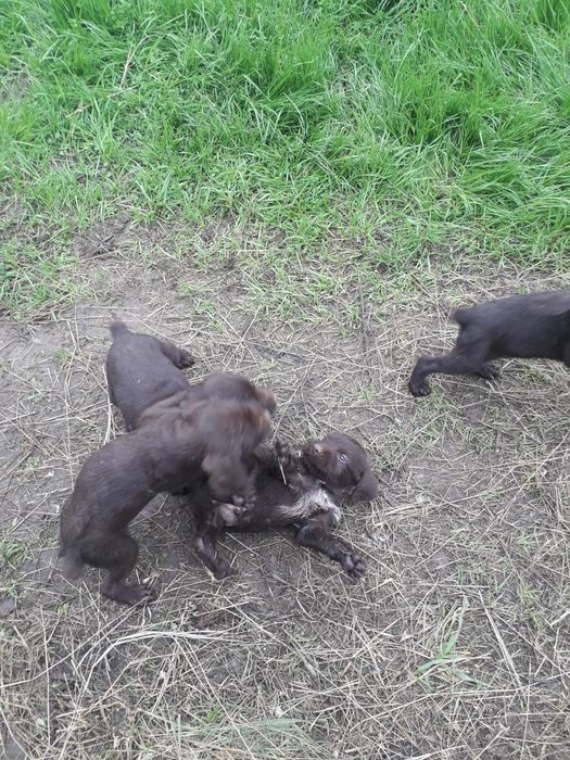 Малки Дратхаари       .