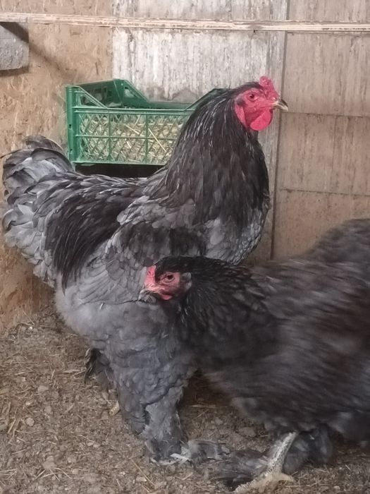 Pereche Brahma albastru!