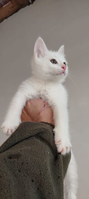 Продам белых котят от породистых производителей, родились 13го октября