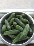 Продам домашние огурцы