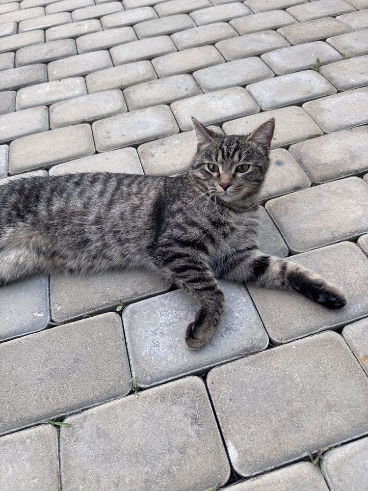 Котик ищет себе дом