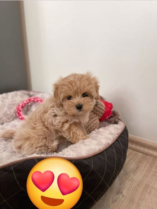Maltipoo poodle mini toy apricot deschis