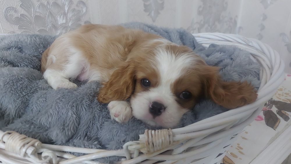 Щенки Кавалер Кинг Чарльз Спаниель