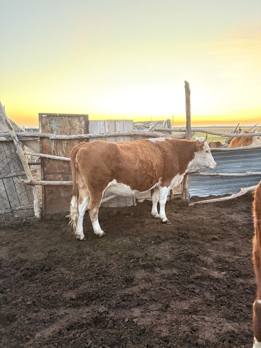 Соғымға ту сыйр сатылады