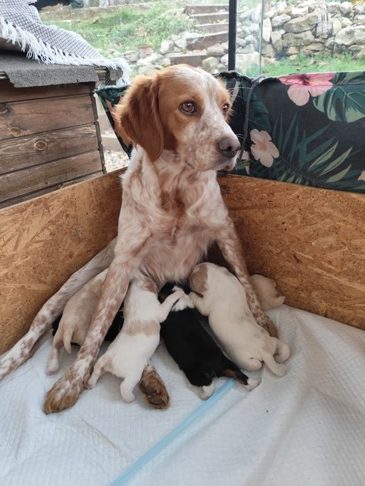 Продавам малки кученца еспаньол бретон шпаньол