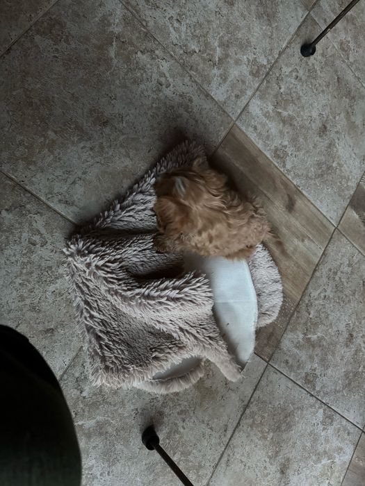 Cavapoo/кавапумомиче
