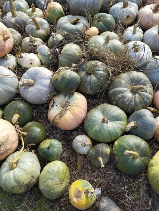 Dovleac foarte bun cantitate mare se poate oferi și factură