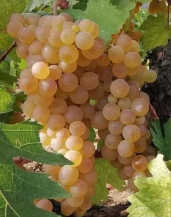 Avem struguri de vin