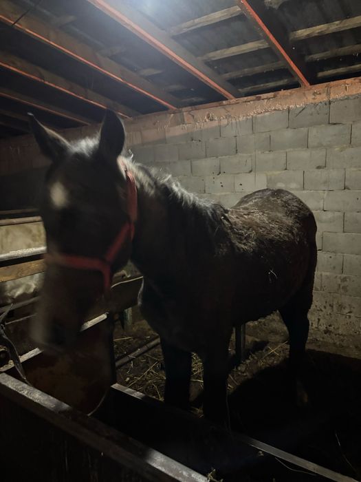 Соғым 1,5 жасар тай, байланған