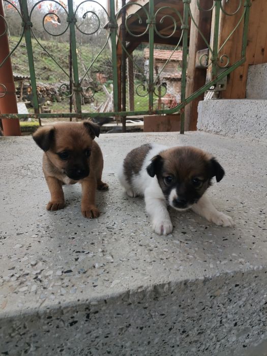 Подарявам кученца