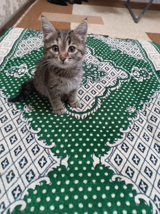 Котёнок в ответственные руки !