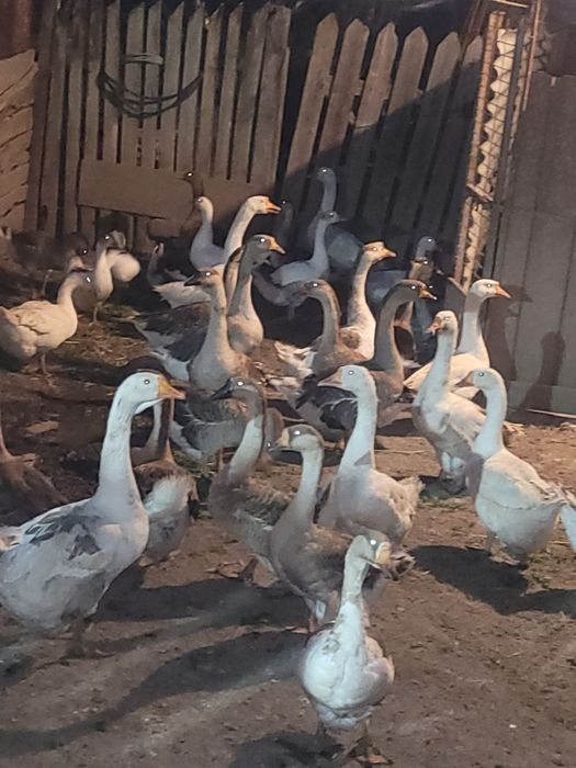 Vând gâște Românești