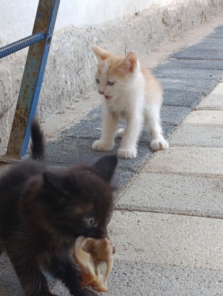 Отдам даром домашний кот.Uy mushugi tekinga