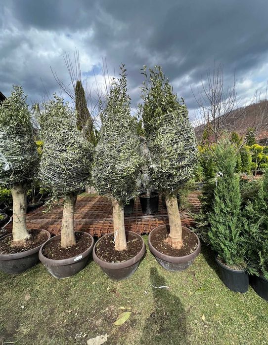 Maslin  copac decorativ