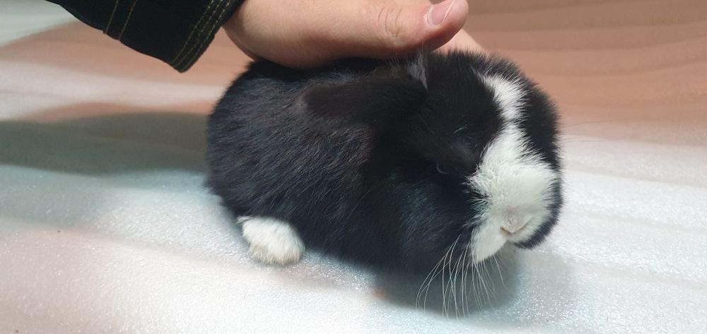 Karlik baran/ карликовые кролики