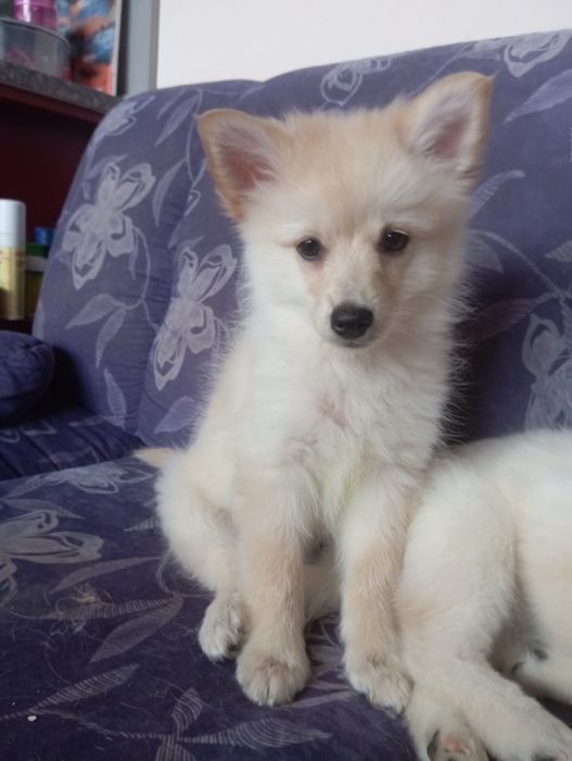 Немски шпиц малки, с всички 3 ваксини