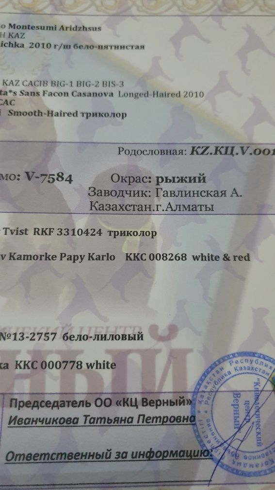 Чихуахуа кобель, вязка.