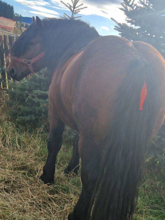 Vând Armăsar de 3 ani