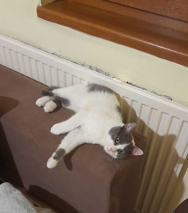 Кая и Мони търсят дом