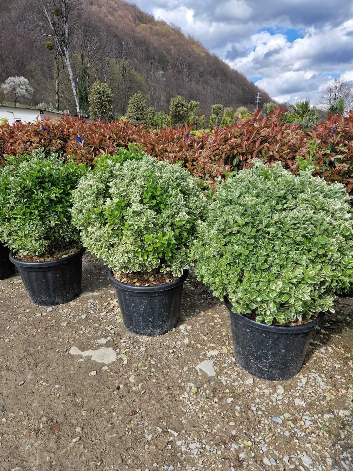 Verde viu tot anul – plante ornamentale pentru toate sezoanele