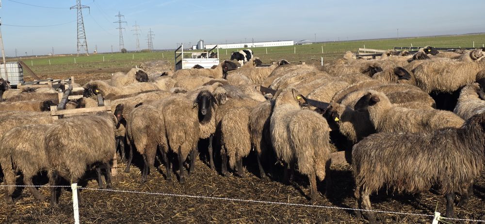 Vand oi cap negru (tigaie) pe ales