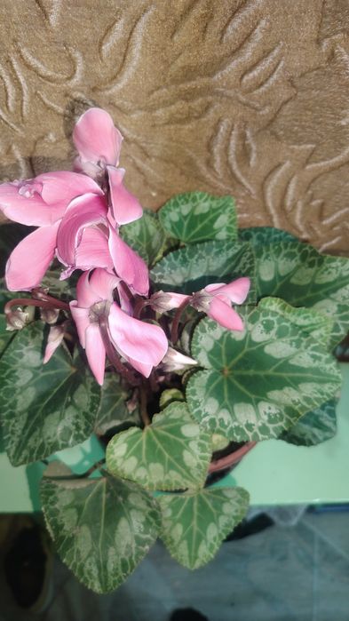 Цветок цикламен, комнатный
