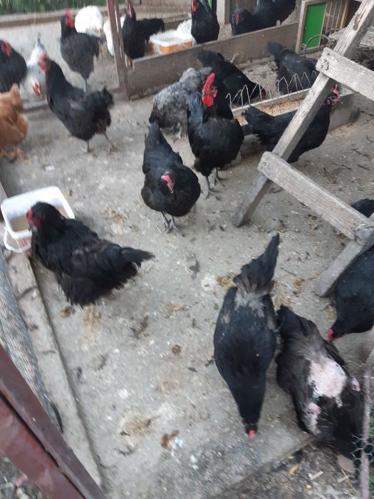 Găini de anul trecut și cocoși de anul acesta